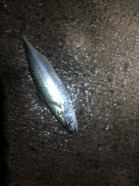 アジングで新たな外道